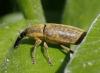 Lixus pulverulentus